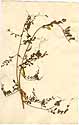 Vicia lutea L., framsida