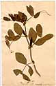 Vicia narbonensis L., framsida