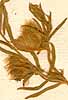 Vicia nissoliana L., inflorescens x8