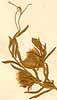 Vicia nissoliana L., inflorescens x7