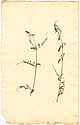Vicia peregrina L., framsida