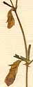 Vicia peregrina L., flowers x8