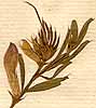 Vicia peregrina L., blomställning x8