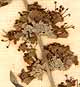 Vitex agnus-castus L., inflorescens x8