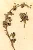 Vitex trifolia L., blomställning x8