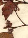 Vitis arborea L., blomställning x8