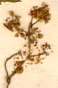 Vitis vinifera L., blomställning x8