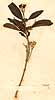 Volkameria aculeata L., närbild, framsida x4