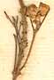 Volkameria aculeata L., blomma x8