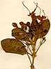 Volkameria aculeata L., blomställning x8