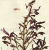Wachendorfia hirsuta L., part of inflorescens x3