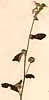Waltheria americana L., närbild, framsida x3
