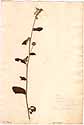 Waltheria americana L., framsida