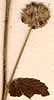 Waltheria americana L., inflorescens x8