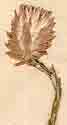 Xeranthemum sesamoides L., blomställning x7