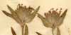 Ziziphora capitata L., blomställning x4