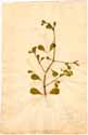 Zygophyllum sessilifolium L., front