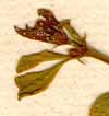 Zygophyllum sessilifolium L., blomställning x8