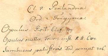 Celsius's handwriting