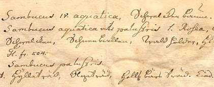 Celsius's handwriting